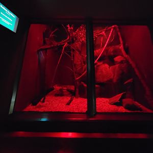 Cleveland Zoo - PCA, Northern tree shrew