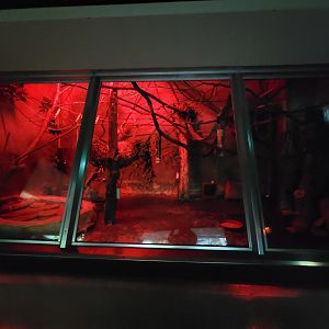 Cleveland Zoo - PCA, Moholi bushbaby