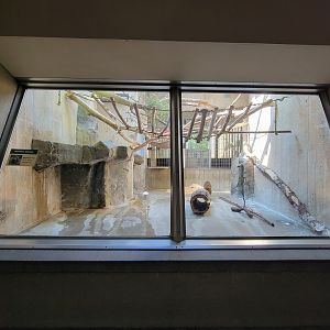 Cleveland Zoo - PCA, Golden-bellied mangabeys