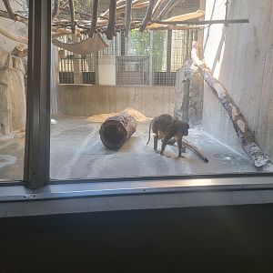 Cleveland Zoo - PCA, Golden-bellied mangabeys