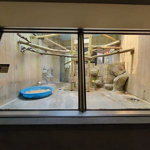 Cleveland Zoo - PCA, Golden-bellied mangabeys