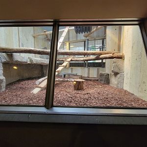 Cleveland Zoo - PCA, Wolf's guenon