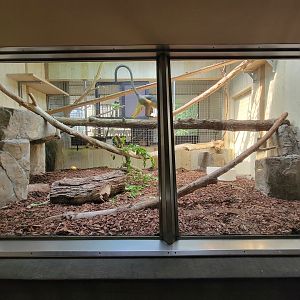 Cleveland Zoo - PCA, Wolf's guenon