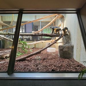 Cleveland Zoo - PCA, Wolf's guenon
