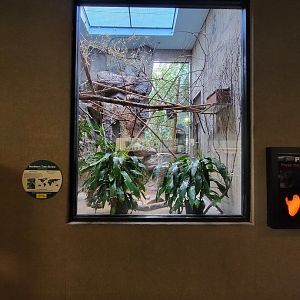 Cleveland Zoo - PCA, Northern tree shrew