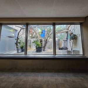 Cleveland Zoo - PCA, Black howler