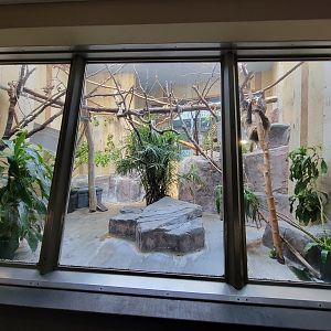 Cleveland Zoo - PCA, Golden lion tamarin, white-faced saki, Linnaeus's two-toed sloth, southern three-banded armadillo