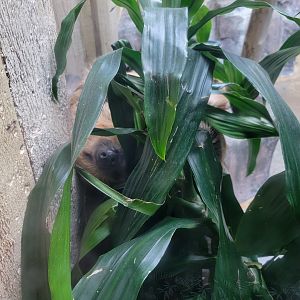 Cleveland Zoo - PCA, Linnaeus's sloth in a plant :)