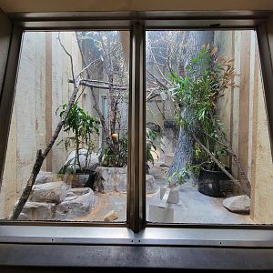 Cleveland Zoo - PCA, Pied tamarin