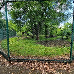 Cleveland Zoo - PCA outside, Cheetah yard