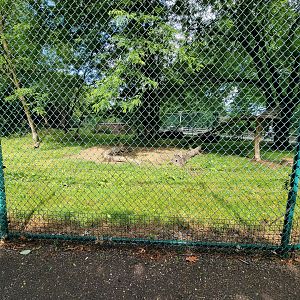 Cleveland Zoo - PCA outside, Cheetah yard