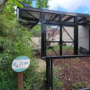 Cleveland Zoo - PCA outside, Western lowland gorilla