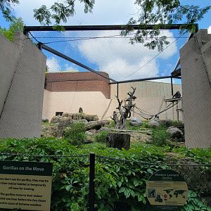 Cleveland Zoo - PCA outside, Western lowland gorilla