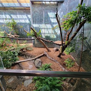 Cleveland Zoo - Australia, Koalas inside area