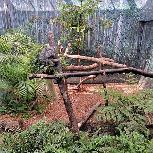 Cleveland Zoo - Australia, Koala