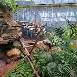 Cleveland Zoo - Australia, Matschie's tree kangaroo