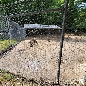 Cleveland Zoo - Australia, Western grey kangaroos
