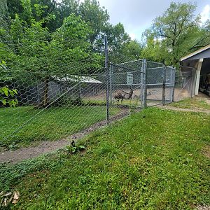 Cleveland Zoo - Australia, Emus