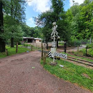 Cleveland Zoo - Australia, Red kangaroos