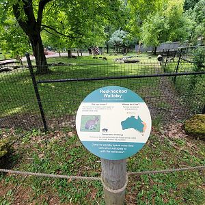 Cleveland Zoo - Australia, Bennett's wallaby, common wallaroo