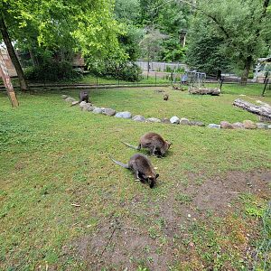 Cleveland Zoo - Australia, Bennett's wallaby, common wallaroo