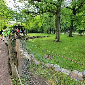 Cleveland Zoo - Australia, Bennett's wallaby, common wallaroo