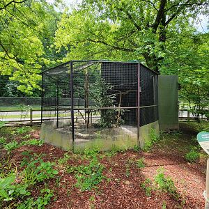 Cleveland Zoo - Australia, Laughing kookaburra / sulphur-crested cockatoo