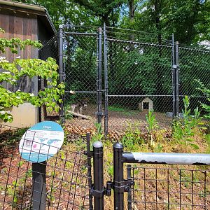 Cleveland Zoo - Australia, Dingo