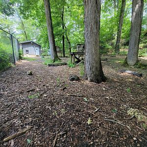 Cleveland Zoo - Australia, Dingo yard from glass viewing