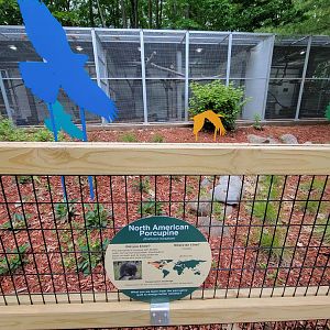 Cleveland Zoo - Australia, North American porcupine