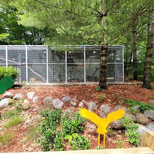 Cleveland Zoo - Australia, Barred owl