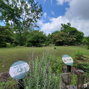 Cleveland Zoo - Africa, Hartmann's mountain zebra, etc. yard