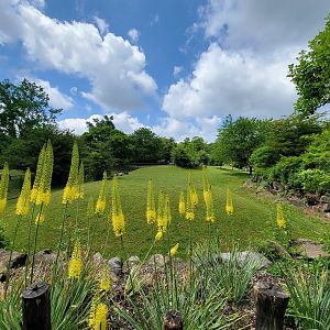 Cleveland Zoo - Africa, Hartmann's mountain zebra, etc. yard