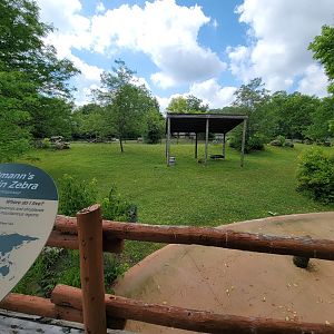 Cleveland Zoo - Africa, Hartmann's mountain zebra, etc. yard