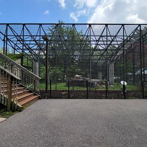 Cleveland Zoo - Africa, Red panda