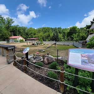 Cleveland Zoo - Africa, Eastern black rhino