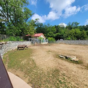 Cleveland Zoo - Africa, Eastern black rhino