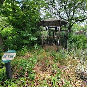 Cleveland Zoo - Africa, Superb starling