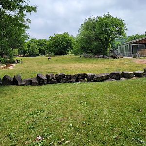 Cleveland Zoo - Africa, Giraffes and bontebok
