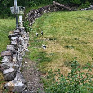 Cleveland Zoo - Africa, White storks