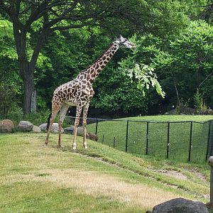 Cleveland Zoo - Africa, Giraffe with a big branch