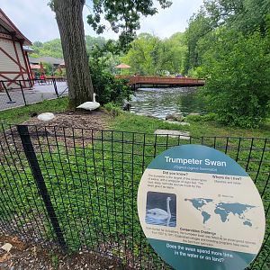Cleveland Zoo - Africa, Trumpeter swans nesting