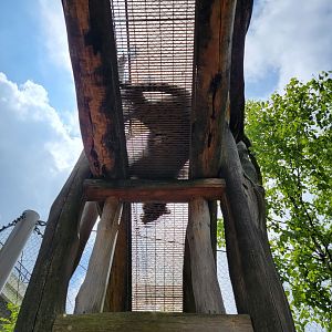 Cleveland Zoo - Tiger Passage, tiger on a passage