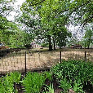 Cleveland Zoo - American bison