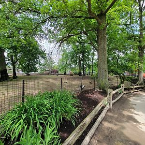 Cleveland Zoo - American bison