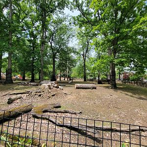 Cleveland Zoo - American bison