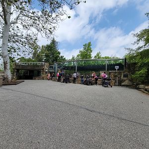 Cleveland Zoo - California sea lions
