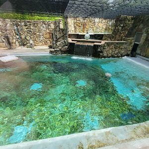 Cleveland Zoo - California sea lions