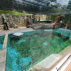 Cleveland Zoo - California sea lions