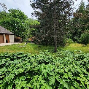 Cleveland Zoo - Tufted deer (unseen), red-crowned crane